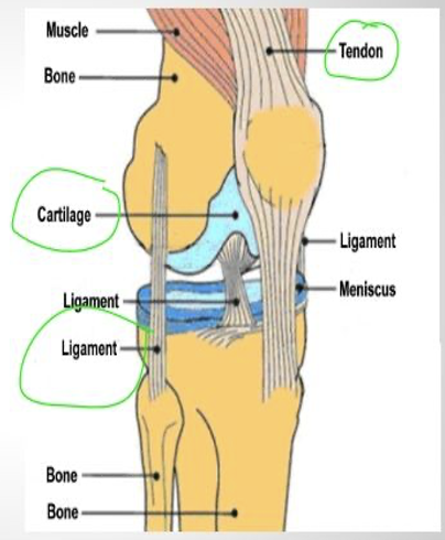 <ul><li><p>provides strength with flexibility while resisting wear, i.e. epiglottic, external ear, larynx</p></li><li><p>cushions and shock absorbs where bones meet, i.e. intervertebral discs, joint capsules</p></li></ul><p></p>