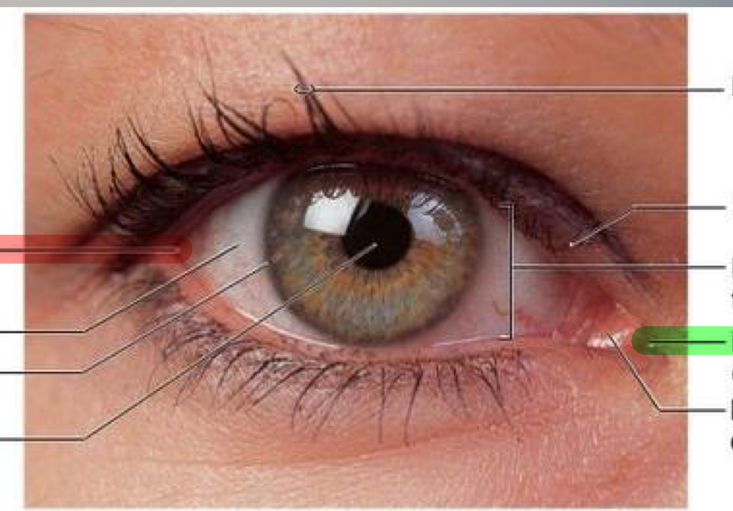 What structure is indicated by the red arrow?