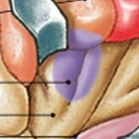 <p>Which special sensory cortex is:</p><ul><li><p>Information from taste receptors</p></li></ul><p></p>