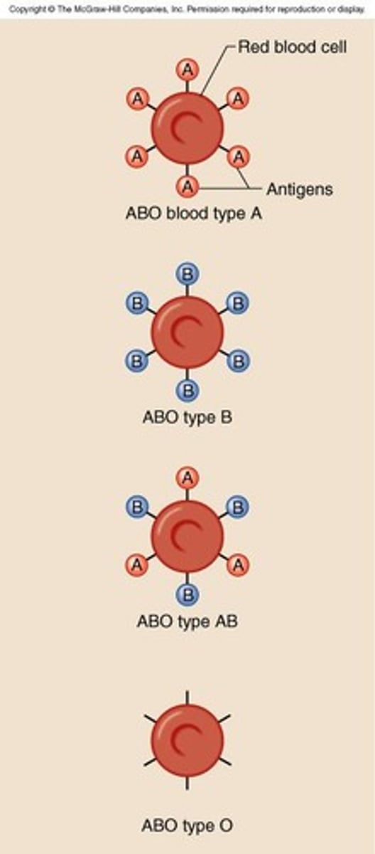 <p>Allele A produces A protein.</p>
