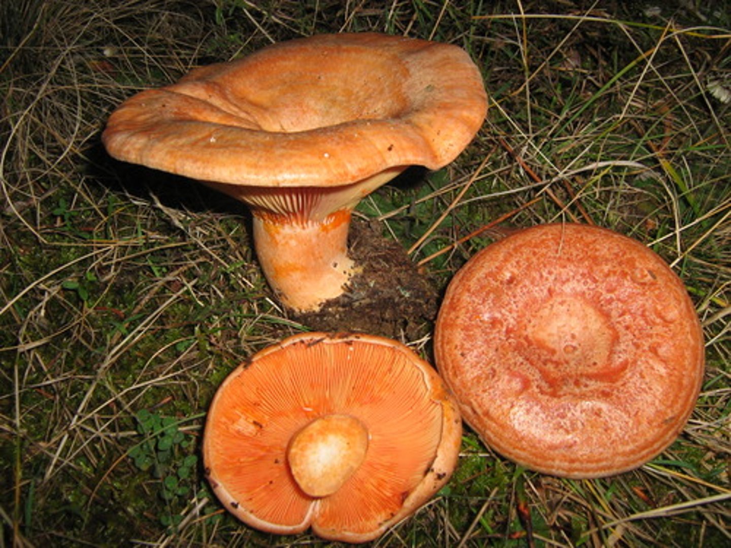 <p>saffron milk cap,red pine mushroom</p>