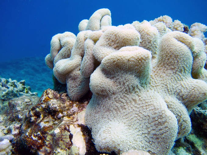<p>You can estimate by the amount of holes on a coral.</p>