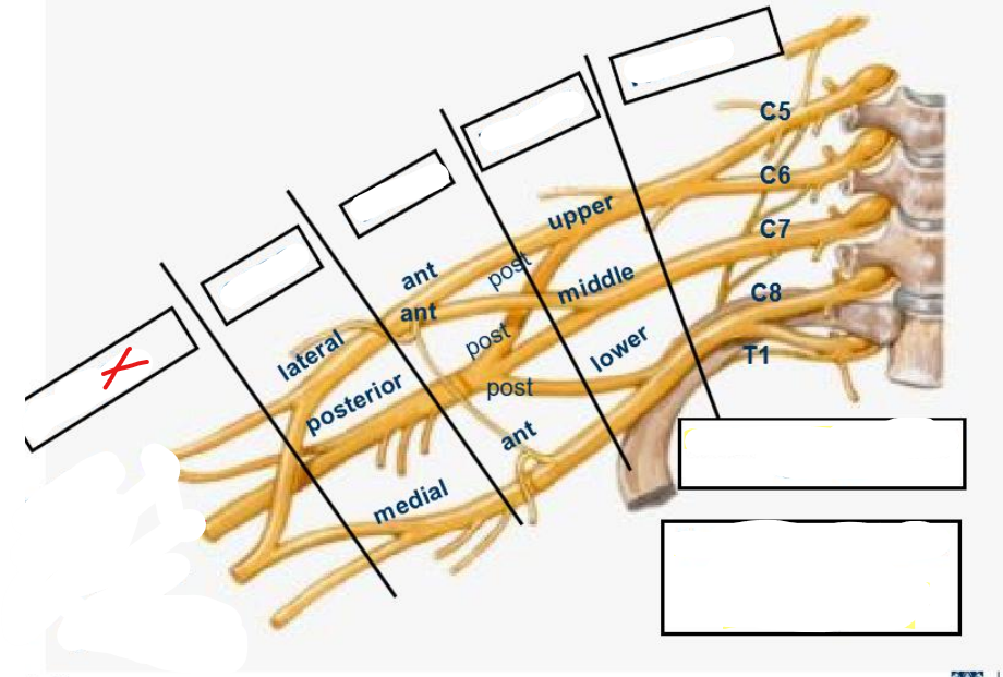 <p>What is this part of the brachial plexus called</p>