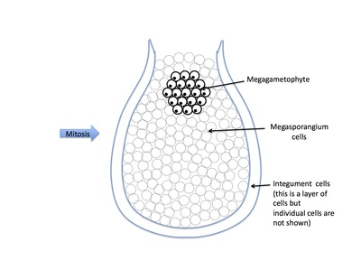 <p>Rank stages of gymnosperm seed development</p>