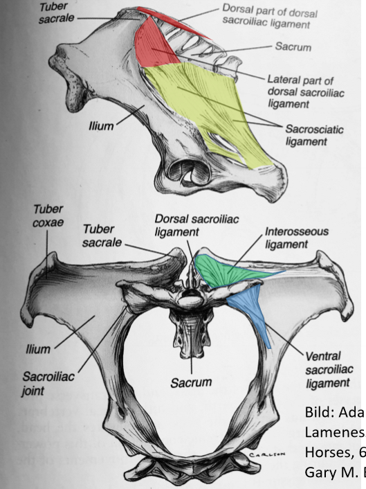<p>Art. Sacroiliacas ligament - Gul (ca)</p>