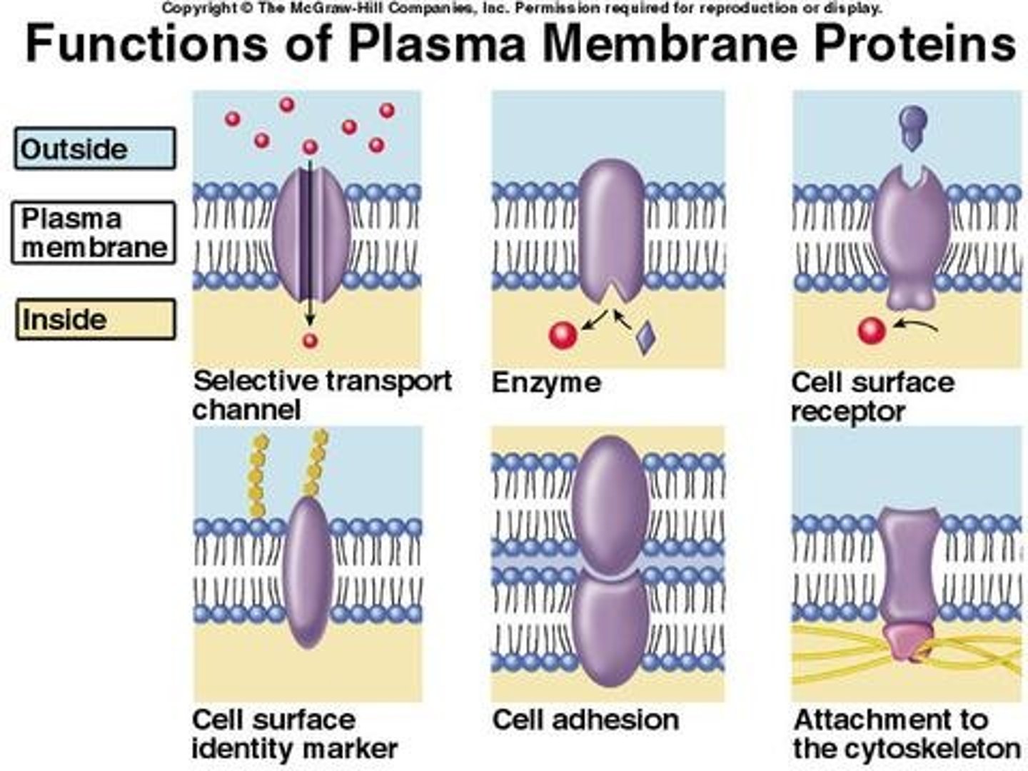 <p>transport, enzymatic activity, signal transduction, cell-cell recognition, intercellular joining, attachment to the cytoskeleton and extracellular matrix</p>