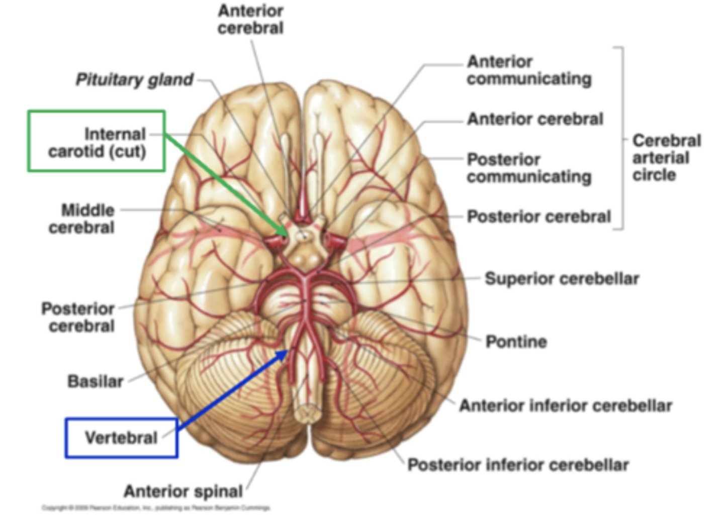 <p>basilar artery</p>