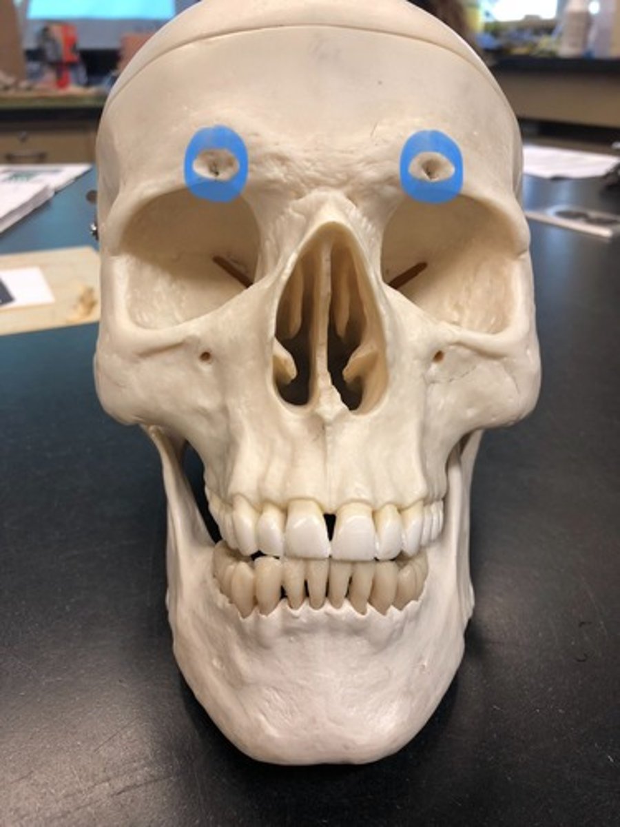 <p>Small groove at superior and medial margin of the orbit in the frontal bone</p>