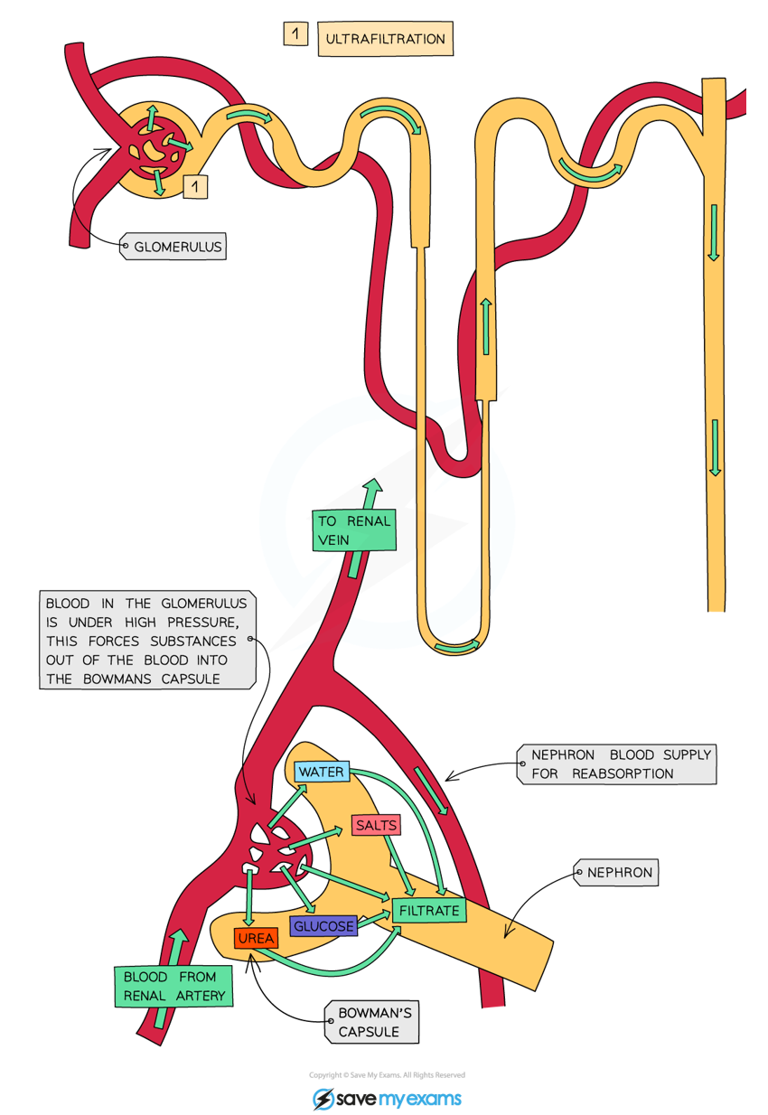 <ol type="1"><li><p>Arterioles branch off the renal artery & lead to each nephron, where they form the glomerulus, which sits inside the Bowman’s capsule</p></li><li><p>Blood is filtered at the glomerulus under high hydrostatic pressure from the renal artery (afferent arteriole is wider in diameter than efferent arteriole)</p></li><li><p>This causes small molecules carried in the blood to be forced out of the capillaries of the glomerulus & into the Bowman’s capsule, forming glomerular filtrate (e.g. amino acids, water, glucose, urea, ions)</p></li><li><p>Red/white blood cells & large proteins remain in the blood, as they are too big to be filtered through the capillaries</p></li></ol><ol start="5" type="1"><li><p>Small molecules must pass through fenestrations between endothelial cells of the capillary wall, the basement membrane & then gaps between podocytes to enter the Bowman’s capsule</p></li></ol><p></p>