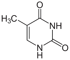 one of the pyrimidine bases found in nucleotides