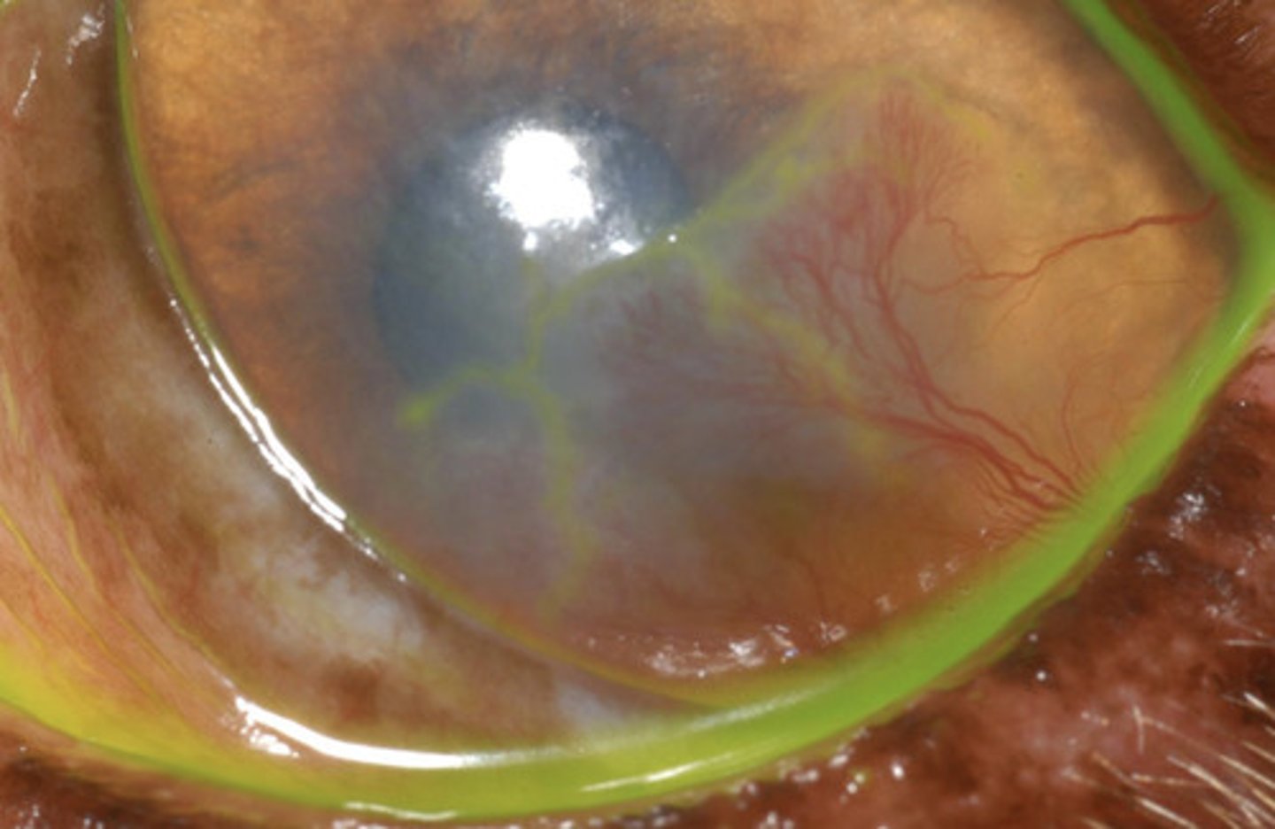 <p>What is the most common cause of indolent ulceration in cats?</p>