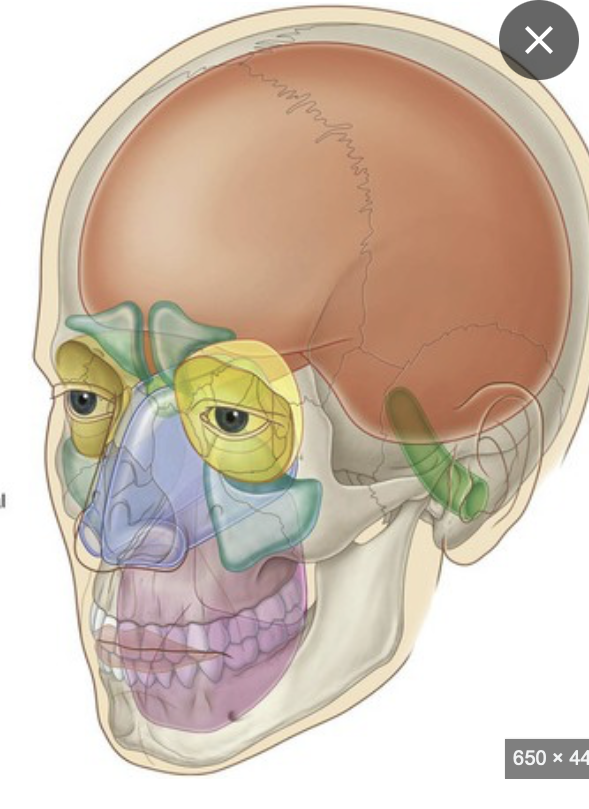 <p>Name these cavities</p>