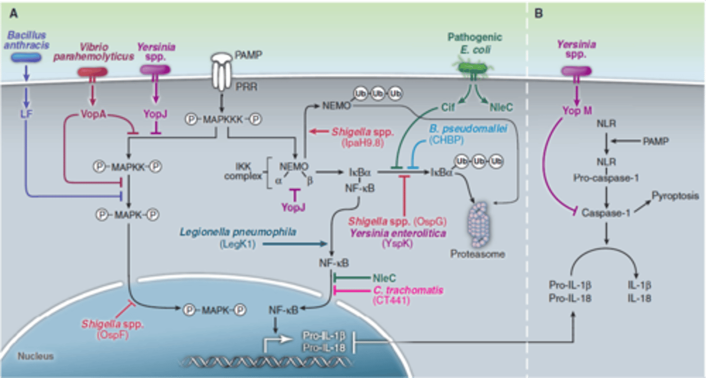 <p>T3SS effectors</p>