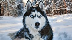<p>What is this face marking on this Siberian Husky called?</p>