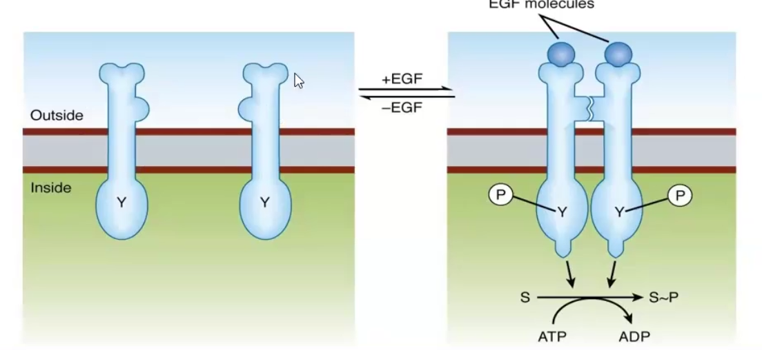 <p>Ligand-regulated enzyme receptors have the ligand bind the extracellular domain of the transmembrane protein and trigger a reaction within the cytoplasmic domain</p><ul><li><p>Usually they are tyrosine kinases</p></li><li><p>Ex. the Epidermal Growth Factor Receptor (EGF) and the Insulin receptor</p></li></ul><p></p>