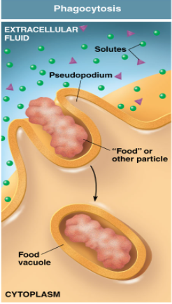 <p>The cell membrane forms around another substance, “cell eating”</p>