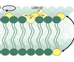 <p>Types of phospholipid movement</p>