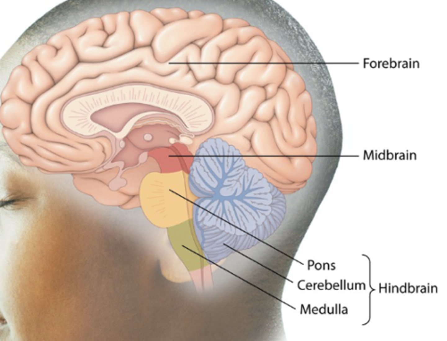 <p>Forebrain, midbrain, hindbrain.</p>