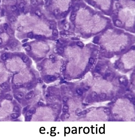 <p>-watery secretion<br>-abundant RER<br>-round nucleus<br>-cells well stained</p>