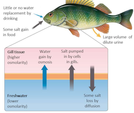 <ul><li><p>are hyperosmotic to the surrounding water (water moves osmotically into their tissues)</p></li><li><p>they rarely drink, and excrete large volumes of dilute urine to get rid of excess water</p></li><li><p>salt ions lost urine are replaced by salt in foods and by active transport of Na+ and K+ into the body by gills (in fishes) or across the skin (in amphibians)</p></li></ul><p></p>