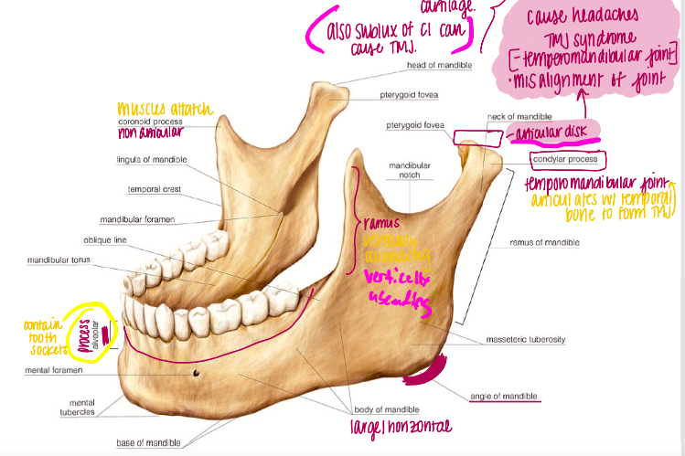 Largest, sturdiest facial bone 

\
Parts:

\- Body: Large, horizontal part of the mandible

\- Alveolar Process: Upper border of the body, containing the tooth sockets (alveoli) 

\- Ramus: Vertically ascending part of the mandible 

\- Angle: At posterior terminus of the body

\- Condylar Process: Articulates with the temporal bone to form the temporomandibular joint 

\- Coronoid Process: Area of attachment for muscles of mastication (no articulation) 