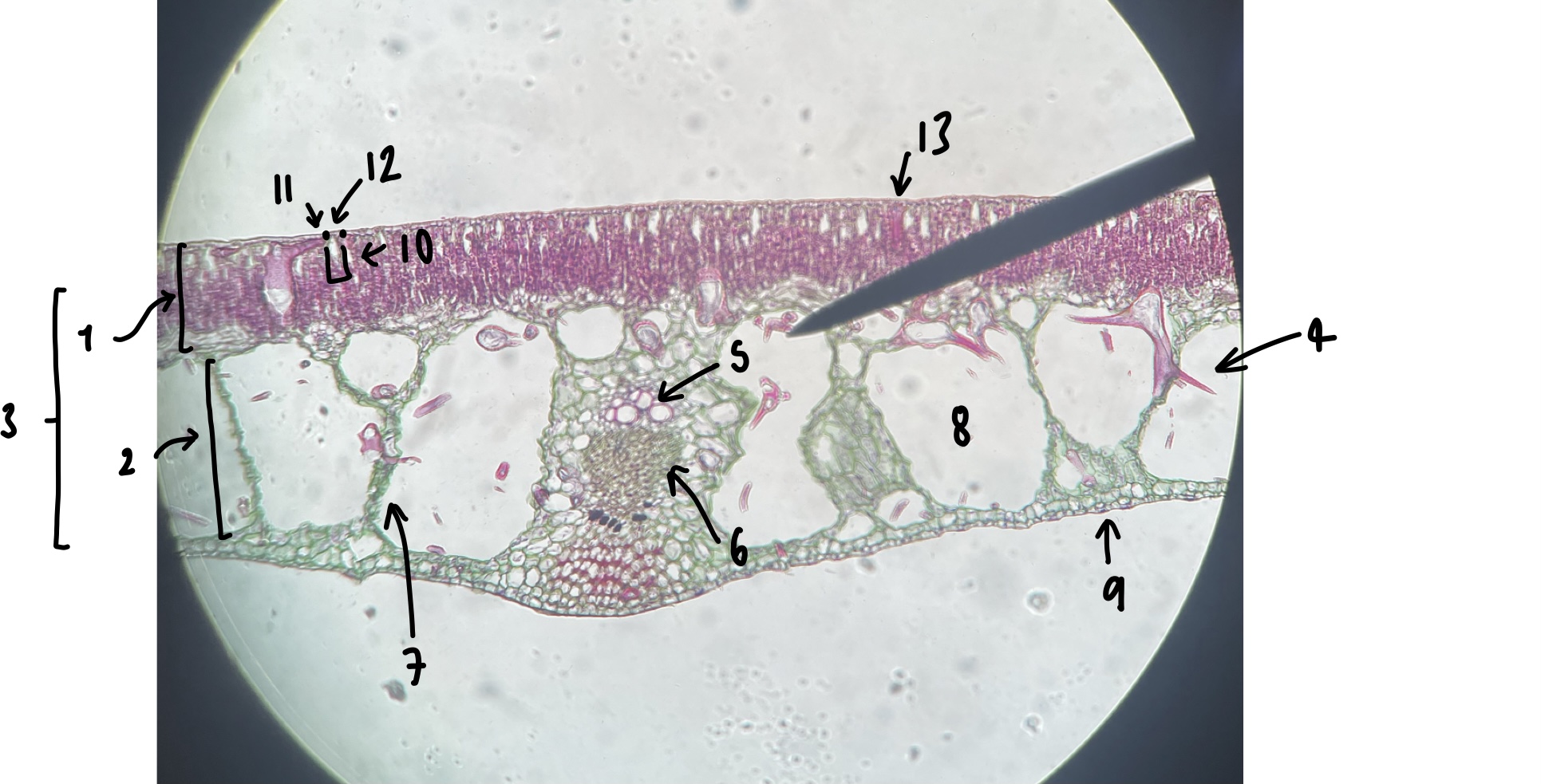 <p>name the structure in label 1</p>