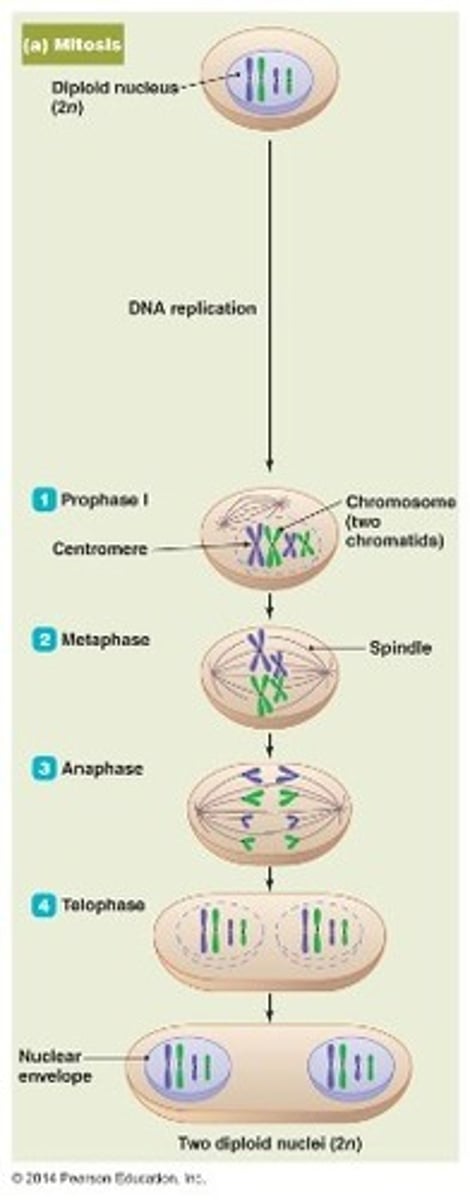 <p>1. DNA Replicates</p><p>2. Chromosomes go to the middle</p><p>3.Then they go to opposite ends</p><p>4. Cell Divides</p>