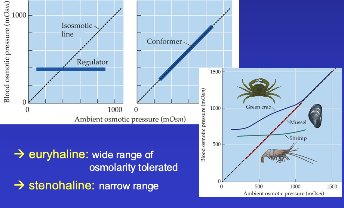 osmoconformers: marine invertebrates, follows isomotic line?

osmoregulators: teleosts, vertebrates, remains constant regardless of isosmotic line

some animals (green crab) can use both conformers and regulators depending on ambient osmotic pressure

euryhaline: wide range of osmolarity tolerated (green crab)

stenohaline: narrow range of osmolarity tolerated (shrimp, mussel)
