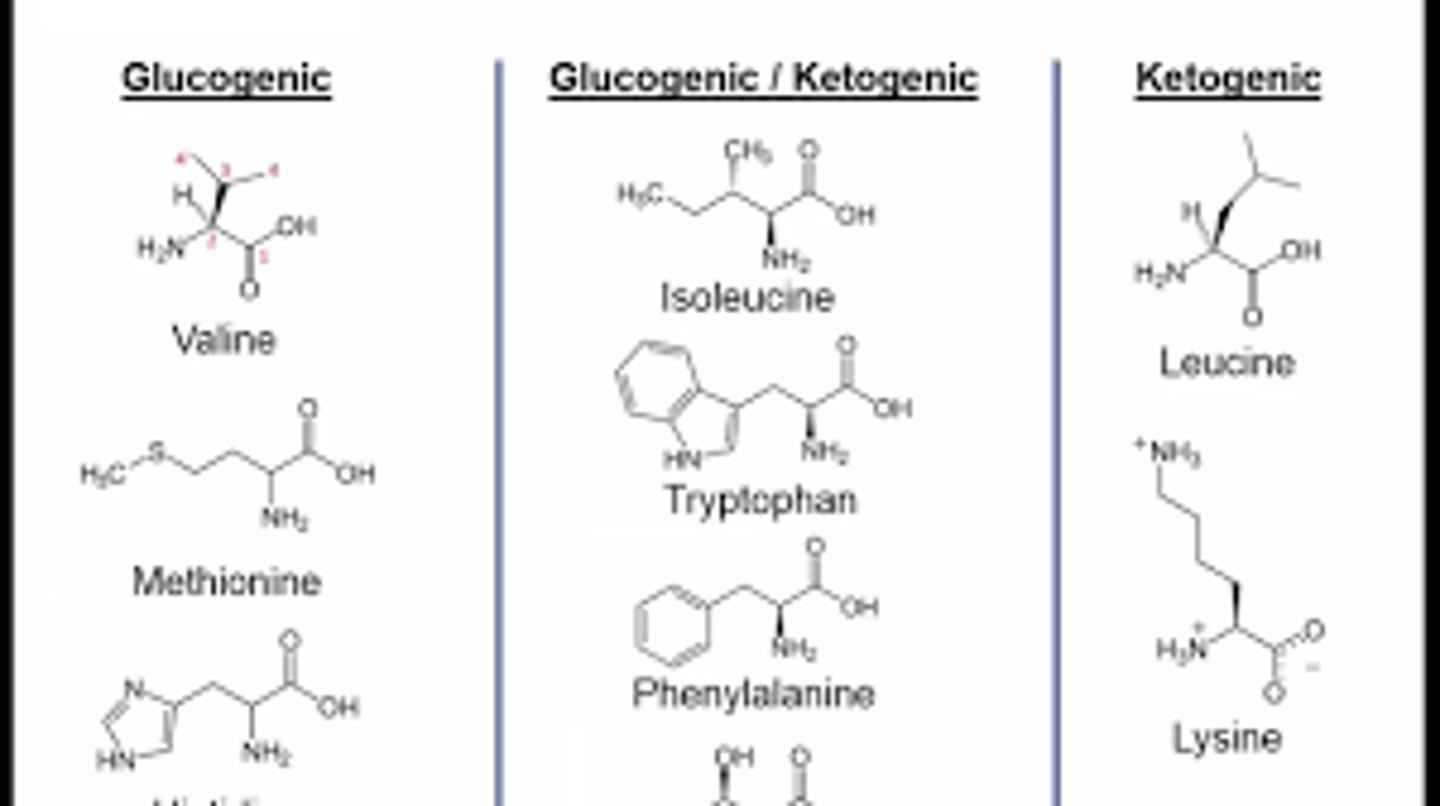 <p>(C) Lysine and Leucine</p><p>Lysine and leucine are the only two amino acids that are strictly ketogenic.</p>