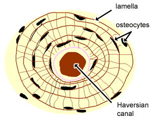 <p>Function: acts as levers for the muscles to pull at + stores calcium/minerals/fat + marrow inside for hematopoiesis <br></p><p>Structure: hard, calcified matrix with hella collagen fibers and wall vassalized with osteocytes that lie in lacunae <br><br>DT: looks like tree rings</p>