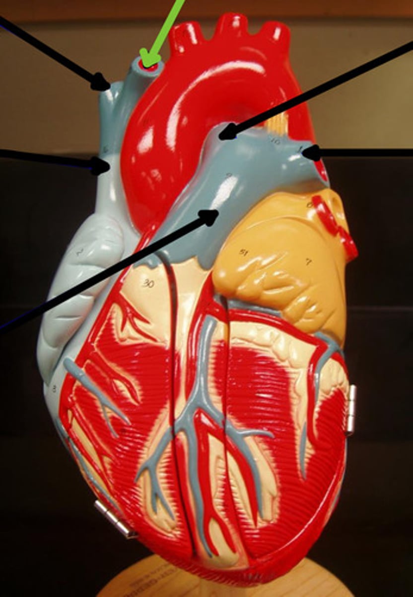 <p>Name the structure and function</p>