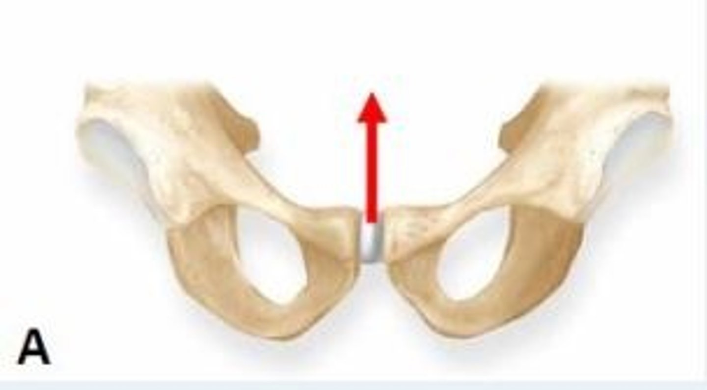 <p>Cartilaginous joint </p>