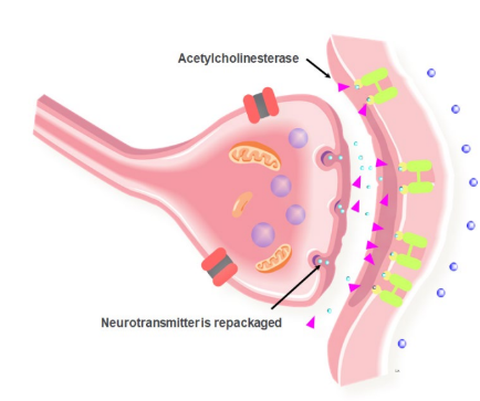 Step 5: The neurotransmitter is deactivated by an enzyme (E.g. acetylcholinesterase) located on the membrane. Components of the neurotransmitter are actively reabsorbed back into the synaptic knob, recycled, and repackaged.
