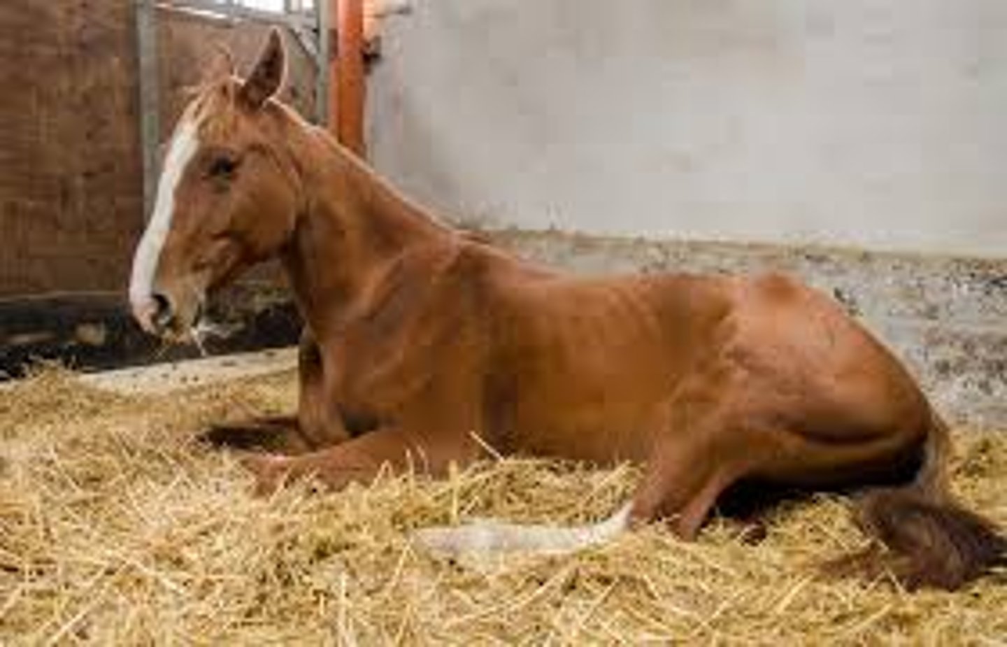<p>This horse has had episodes of tachypnea and jaundice, alongside this weight loss. What disease does it likely have?</p>