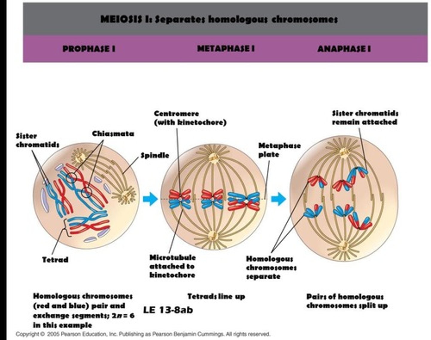 <p>First division; homologous chromosomes separate.</p>