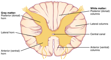 <ul><li><p>Myelinated axons </p></li><li><p>3 columns</p><ul><li><p>Ventral</p></li><li><p>Dorsal</p></li><li><p>Lateral</p></li></ul></li></ul><p></p>