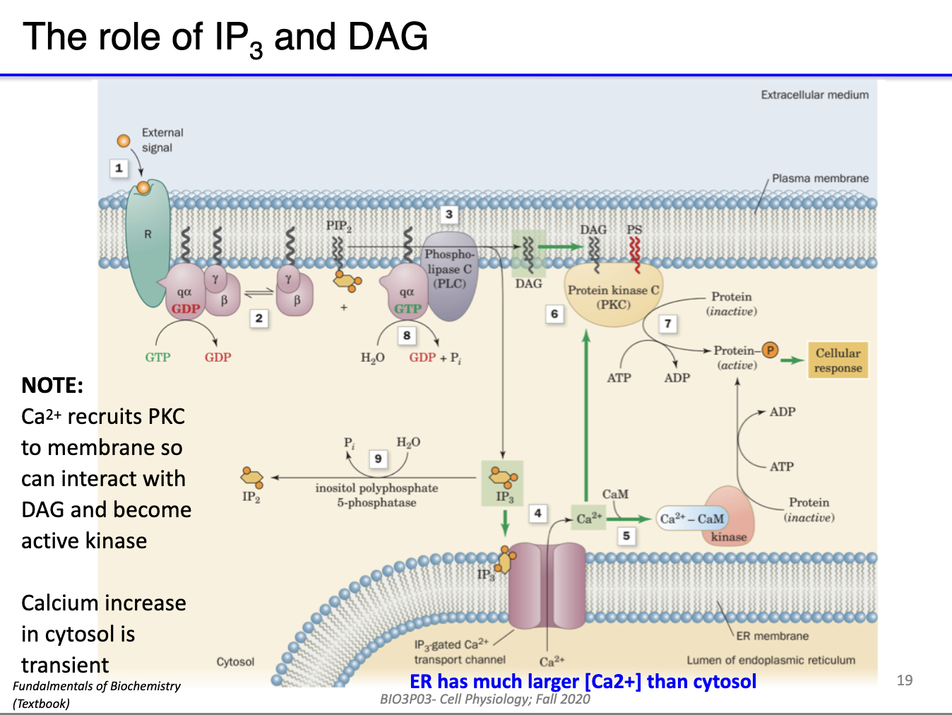 <ul><li><p><strong>GPCR activated</strong> by ligand → <strong>Gq α-subunit</strong> exchanges GDP → GTP</p></li><li><p><strong>Gq α-subunit activates PLC-β</strong></p></li><li><p><strong>PLC-β cleaves PIP₂ → DAG + IP3</strong></p><ul><li><p><strong>DAG</strong>: stays in inner membrane → activates <strong>PKC</strong></p></li><li><p><strong>IP3</strong>: diffuses through cytoplasm → releases <strong>Ca²⁺</strong> from ER/SR</p></li></ul></li><li><p><strong>Outcome</strong>: DAG &amp; IP3 serve as <strong>second messengers</strong>, initiating downstream cellular responses</p></li></ul><p></p>