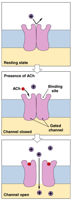 <p>Which class of gated channels is:</p><ul><li><p>Bind with specific chemicals to open or close</p></li></ul><p></p>