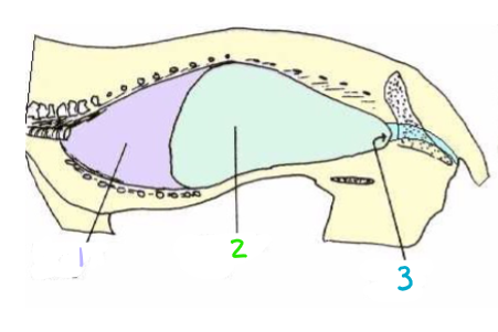 <p>What body cavity is #1 referring to? and what does it hold?</p>