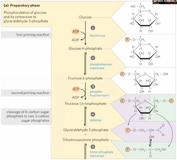 <ol><li><p>Phosphorylation of Glucose to Glucose 6-phosphate (G6P) via <strong>hexokinase</strong> (Needs ATP and Mg<sup>2+</sup>); Irreversible</p></li><li><p><strong>Phosphohexose isomerase</strong> (Needs Mg<sup>2+</sup>) opens the G6P and turns it into Fructose 6-phosphate (F6P); Reversible</p></li><li><p>F6P is converted into Fructose 1,6-bisphosphate (F16BP) via <strong>phosphofructokinase-1 (PFK-1) </strong>(Needs ATP and Mg<sup>2+</sup>); “commitment step” glycolysis MUST continue from this point; rate-limiting; irreversible</p></li><li><p>F16BP is cleaved via <strong>aldolase</strong> to create Dihydroxyacetone phosphate (DHAP) and Glyceraldehyde 3-phosphate (GA3P); Reversible</p></li><li><p>DHAP is converted to GA3P via <strong>triose phosphate isomerase</strong>; reversible</p></li></ol><p>You end up with <strong>two</strong> GA3P</p><p></p>