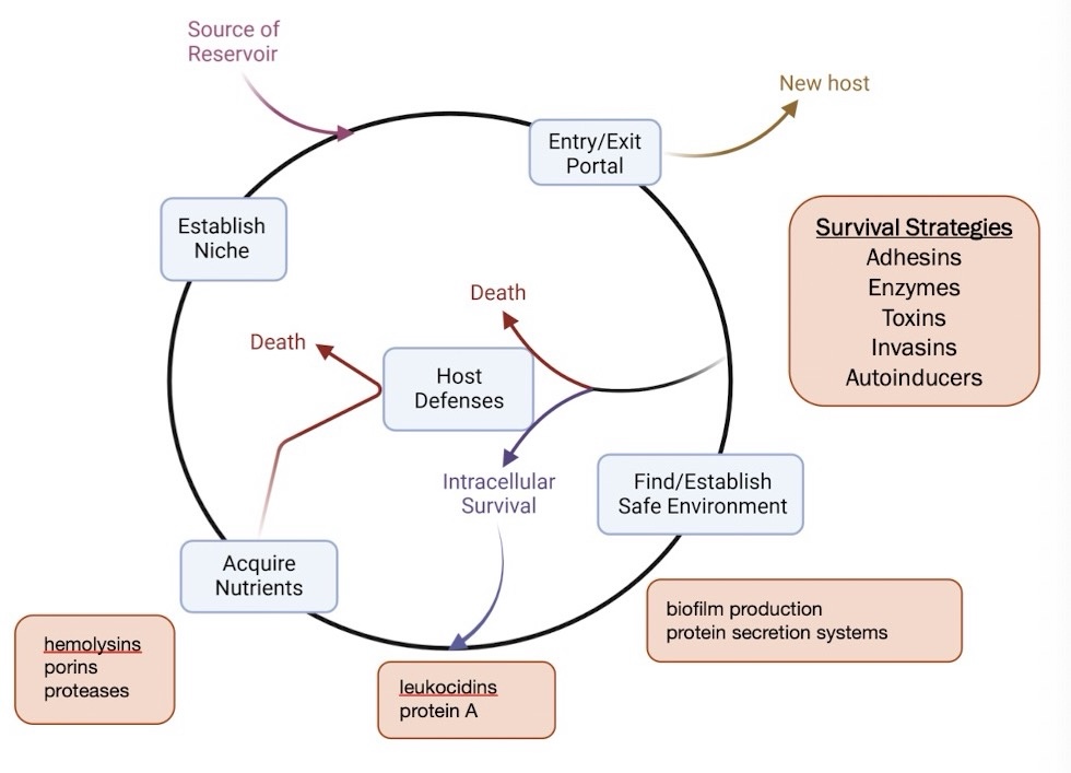 knowt flashcard image