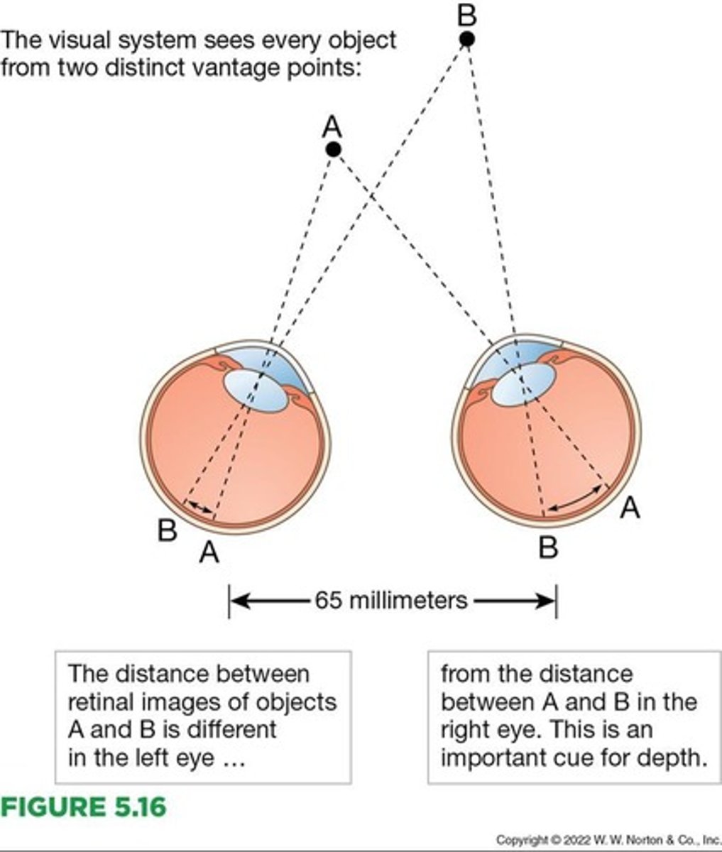 <p>Cues of depth perception that arise because people have two eyes.</p>