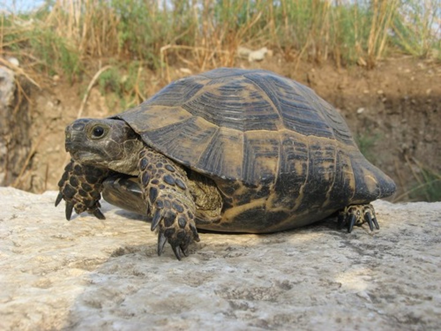 <p>A land-dwelling reptile with a hard shell. (rùa cạn)</p>