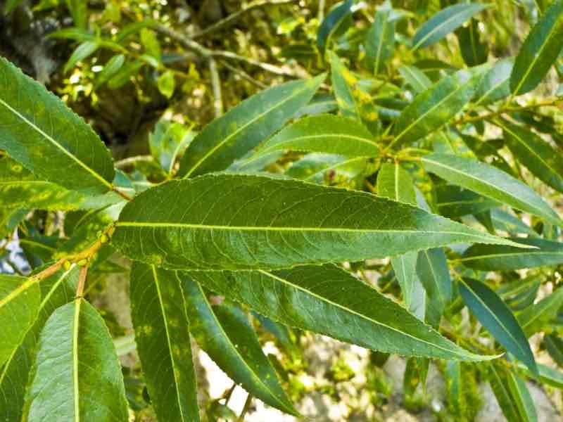 <p>Salix fragilis </p>