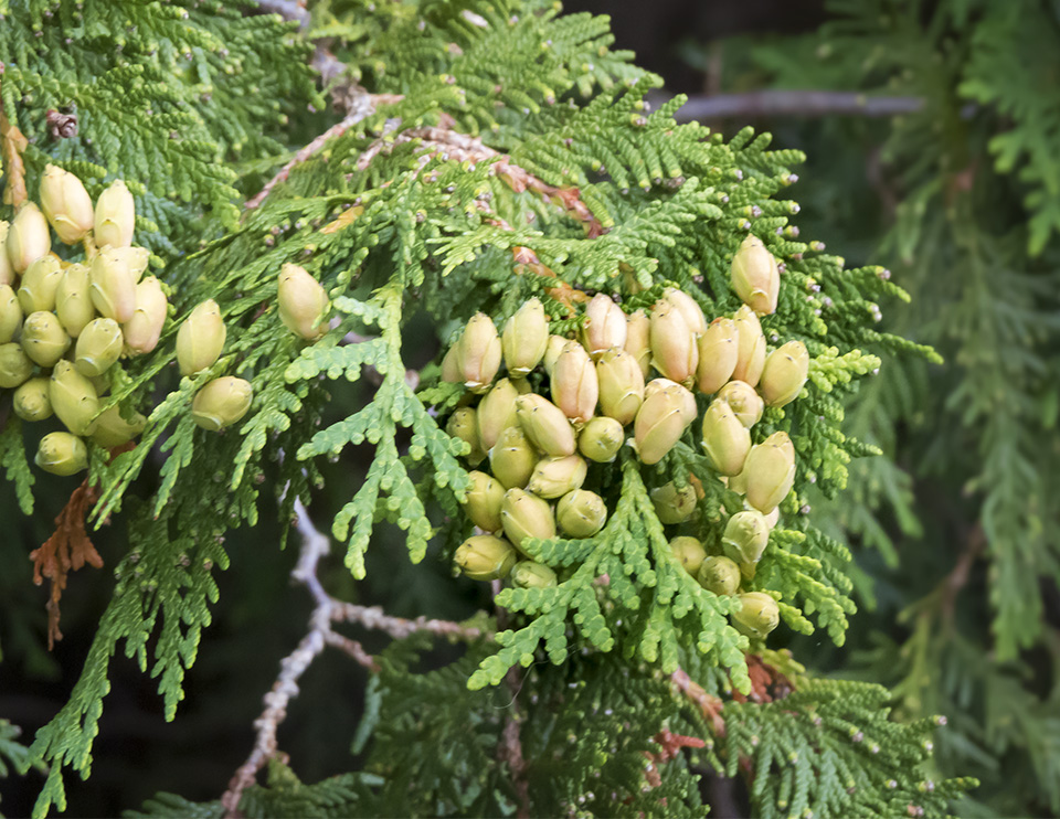 <p>Typically small columnar cultivations, small scaled leaves with flat fan-shaped branchlets, flexible, small female papery cones often in groups held erect, mature bark is thin and strippy </p>