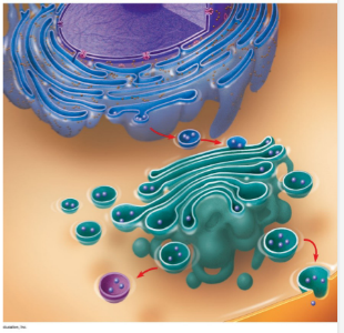 <p>-In the nucleus, DNA is copied into mRNA through transcription -mRNA then leaves the nucleus through nuclear pore and travel along cytoskeleton (microtubules) with help from a motor protein -then goes to a bound ribosome on the Rough ER, where is it translated to form a specific chain of amino acids called a polypeptide chain -the polypeptide is then inserted into the lumen of the Rough ER where its secondary and tertiary structures are altered, and a oligosaccaride is added to the polypeptide of cell-cell recognition (Becomes glycoprotein) -it then pinches off into a transport vesicle and travel along the microtubules with help from a motor protein -it fuses to the cis face of the golgi, dumping its contents, where it is then modified, sorted, and tagged -it then leaves by pinching off of the trans face of golgi into vesicle -it then travels along microtubules with help from motor protein -the vesicle then fuses with the cytoplasmic face of the cell membrane, where protein is released from cell through exocytosis/secretion</p>