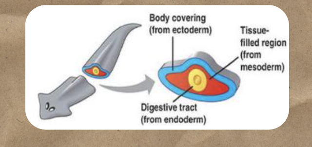 <p>Acoelomates ( ex: flatworm)</p>