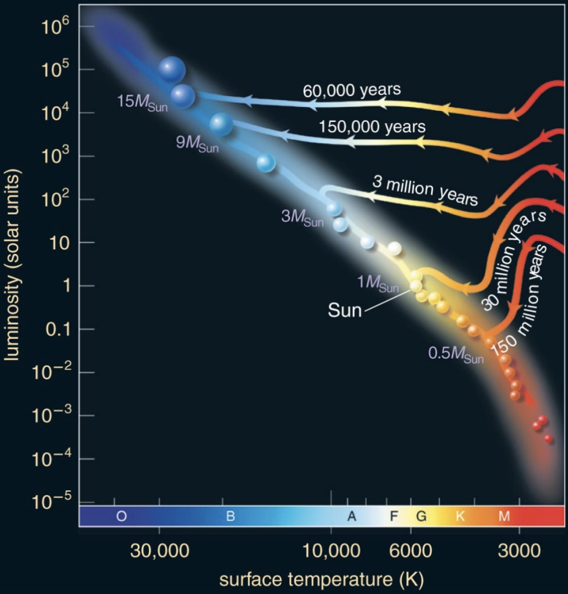 <p><span style="background-color: transparent;">The length of time from the formation of a protostar to the birth of a main-sequence star depends on the star’s mass. Massive stars do everything faster. The contraction of a high-mass protostar into a main-sequence star of spectral type O or B takes less than a million years. Lower mass stars form more slowly</span></p><p><span style="background-color: transparent;">→ Protostars of different masses go through similar stages as they approach the main sequence, but they progress through those stages at different rates</span></p>