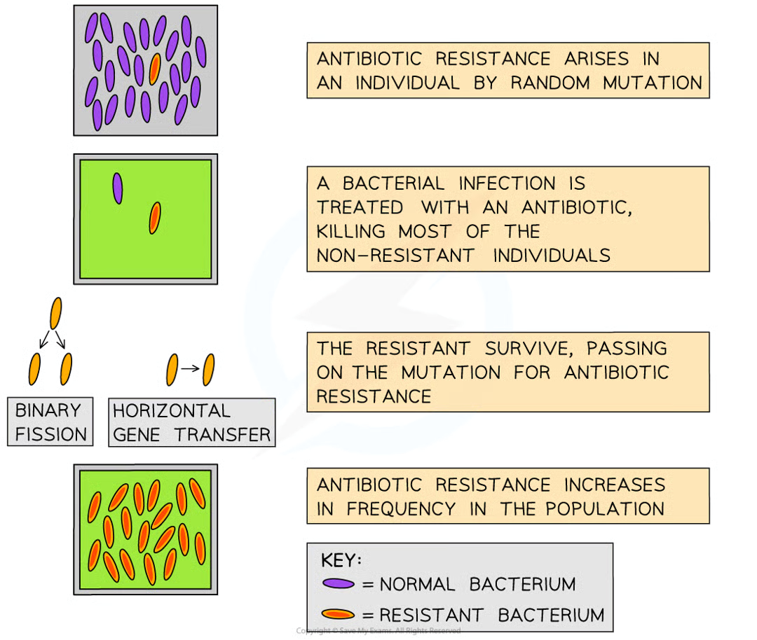 <p>Measures to reduce risk of infections:</p><ul><li><p>staff and visitors must wash hands regularly</p></li><li><p>when infected with a HAI they must be isolated to prevent spread</p></li><li><p>surfaces and equipment disinfected before and after use</p></li></ul><p><span style="color: rgb(138, 184, 223);">ANTIBIOTIC RESISTANCE:</span></p><p>HAI’s are caused by antibiotic resistant bacteria e.g MRSA resistnace to methicillin</p><p>Hospitals provides a selection pressure for natural selection:</p><ol><li><p><span style="color: rgb(138, 184, 223);">random mutations</span></p></li><li><p><span style="color: rgb(138, 184, 223);">the bacterial infection is treated with antibiotics which only kill most of the bacteria</span></p></li><li><p><span style="color: rgb(138, 184, 223);">the resistant with advantageous alleles survuve and pass these genes (binary fission and transfer of genes through pili)</span></p></li><li><p><span style="color: rgb(138, 184, 223);">the resistance increases in population= antibiotic can no longer work.</span></p></li></ol><p></p>