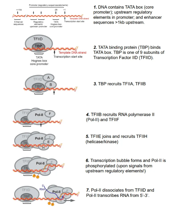 <ul><li><p>the <strong>TATA binding protein</strong> (TBP), a subunit of transcription factor IID (<strong>TFIID</strong>), binds to the <strong>TATA </strong>box in the <strong>promoter </strong>region upstream of the initiation site</p></li><li><p>this <strong>recruits </strong>multiple proteins, including <strong>RNA polymerase II </strong>(Pol-II), which forms a transcription bubble, detaches from TFIID and begins to transcribe the RNA upon <strong>phosphorylation </strong>using <strong>NTPs</strong></p></li></ul><p></p>